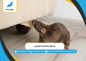 شركة مكافحة الفئران