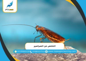 التخلص من الصراصير