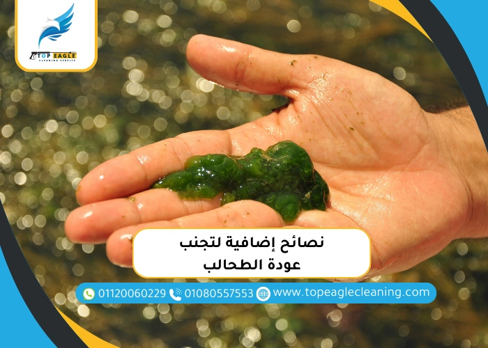 نصائح إضافية لتجنب عودة الطحالب
