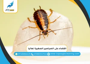 القضاء على الصراصير الصغيرة نهائيا
