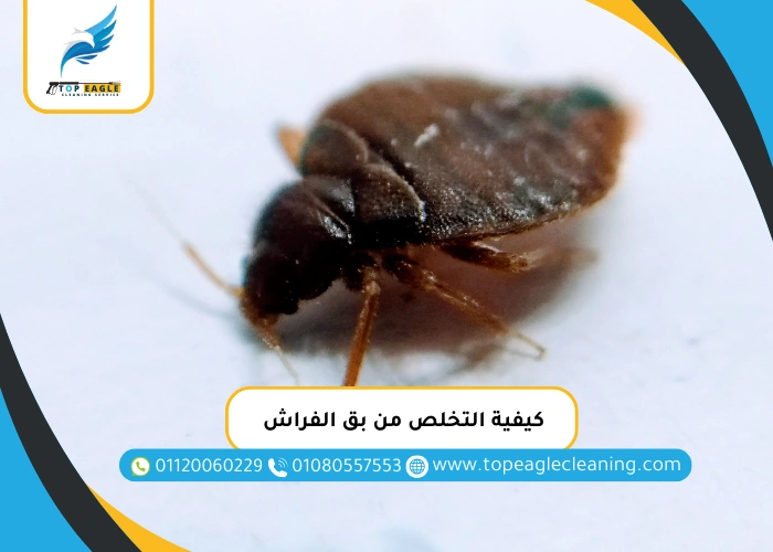 كيفية التخلص من بق الفراش