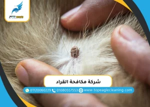 شركة مكافحة قراد