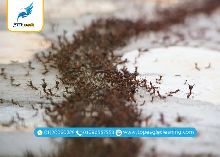 القضاء على النمل