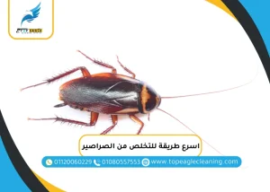 اسرع طريقة للتخلص من الصراصير