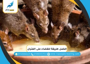 افضل طريقة للقضاء على الفئران