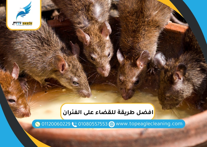 افضل طريقة للقضاء على الفئران