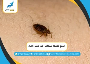 اسرع طريقة للتخلص من حشرة البق