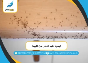 كيفية طرد النمل من البيت