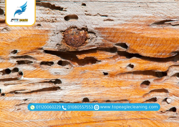 القضاء علي حشرة سوس الخشب