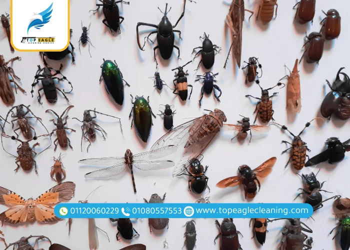 مكافحة الحشرات المنزلية بدون مبيدات