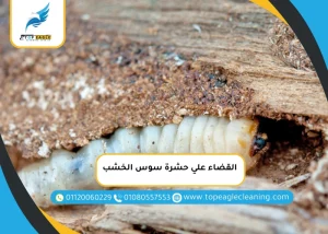 القضاء علي حشرة سوس الخشب