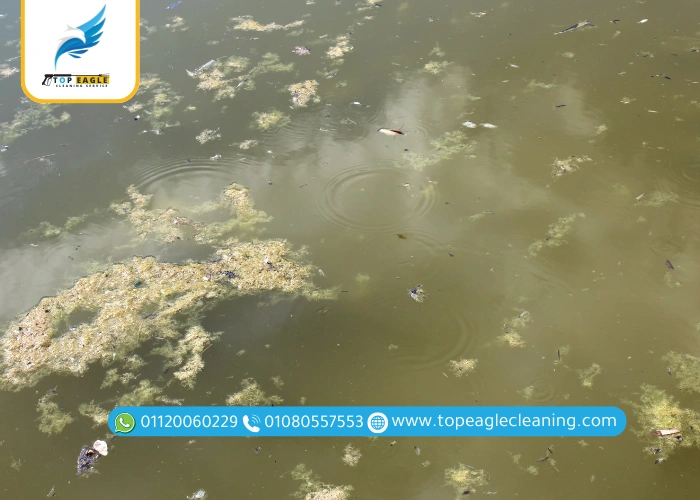 طرق مكافحة الناموس في المنزل