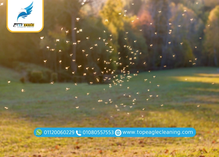 الحشرات الطائرة الصغيرة 