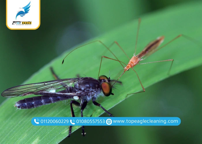 الذباب والبعوض