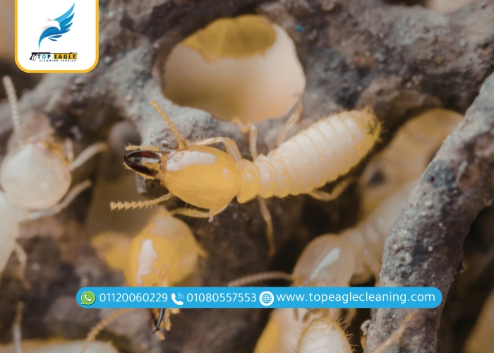 النمل الأبيض