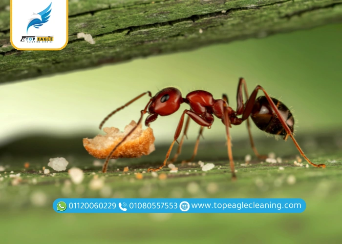 النمل الاسود