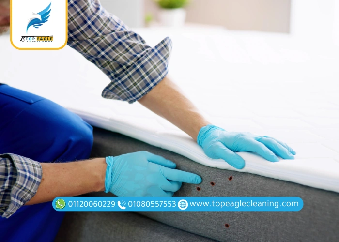 خطوات القضاء على البق نهائيًا