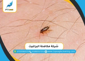 شركة مكافحة البراغيث