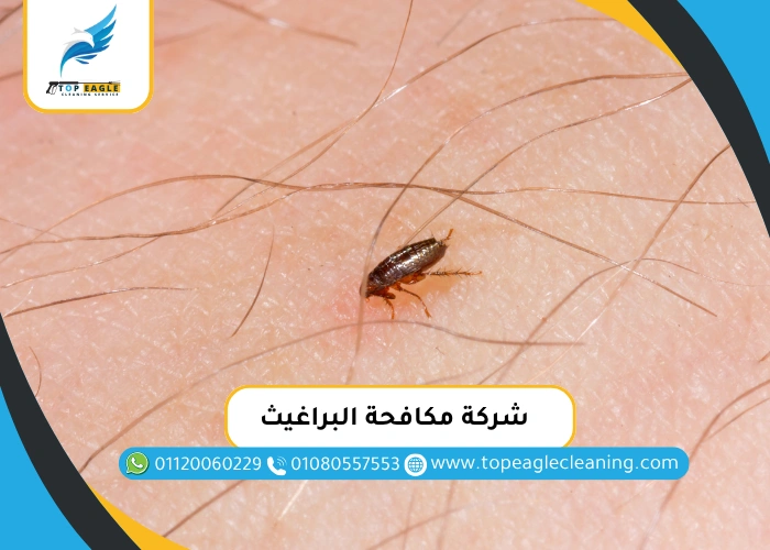 شركة مكافحة البراغيث
