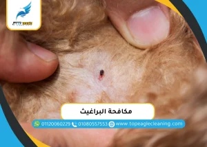 مكافحة البراغيث