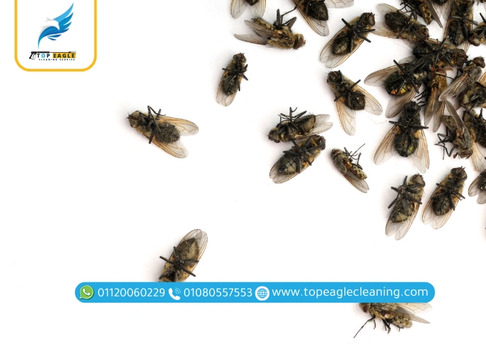 أسباب انتشار الذباب