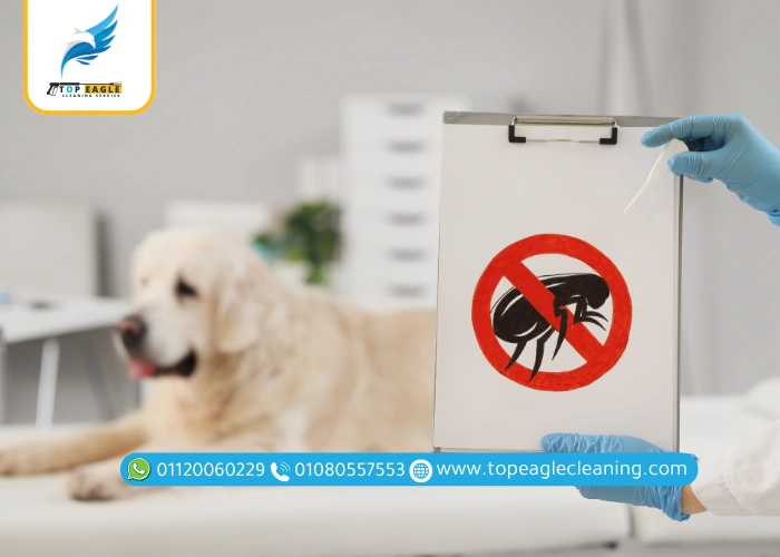 طرق مكافحة البراغيث
